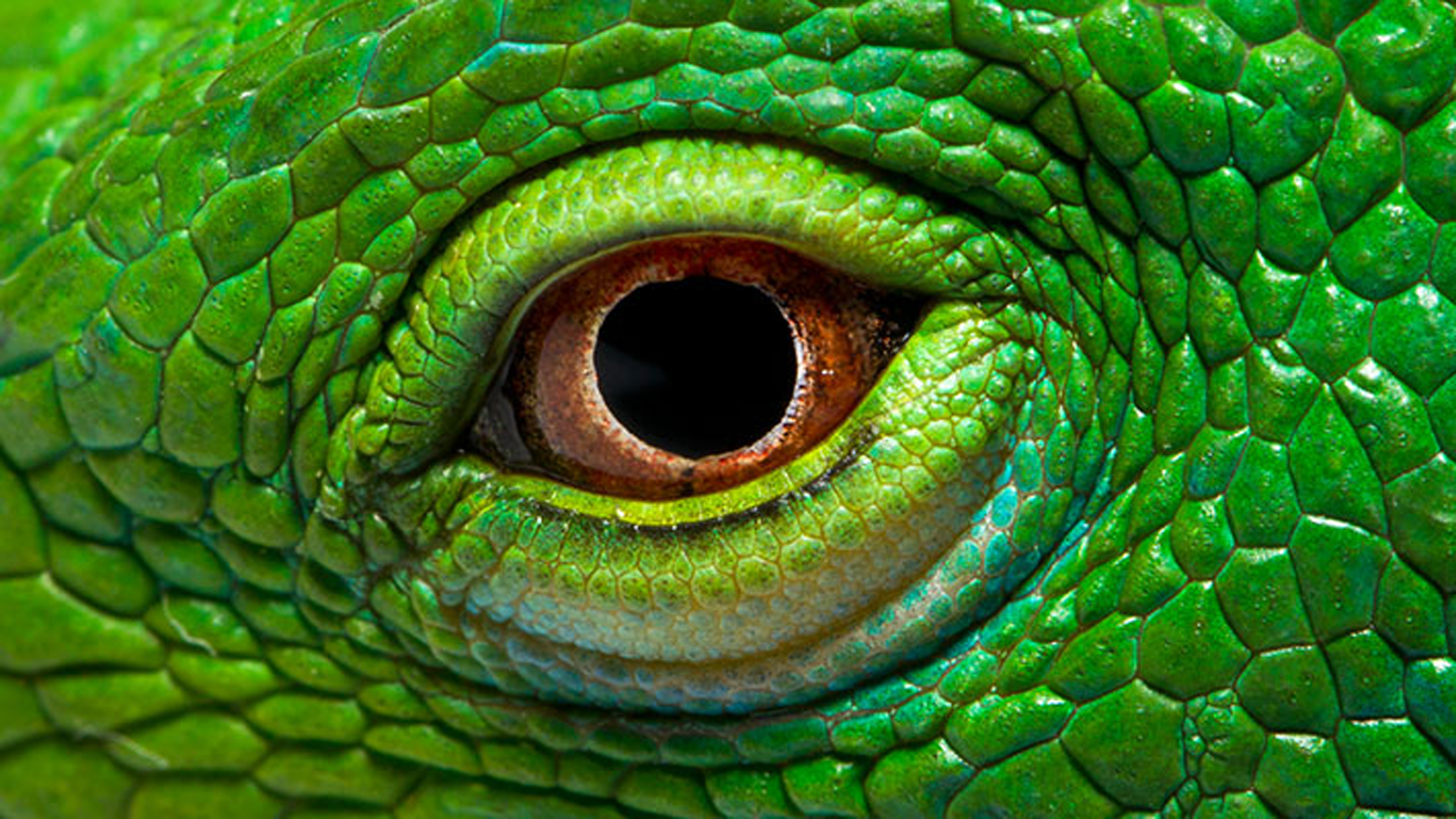 Detail Iguana Wallpaper Nomer 32