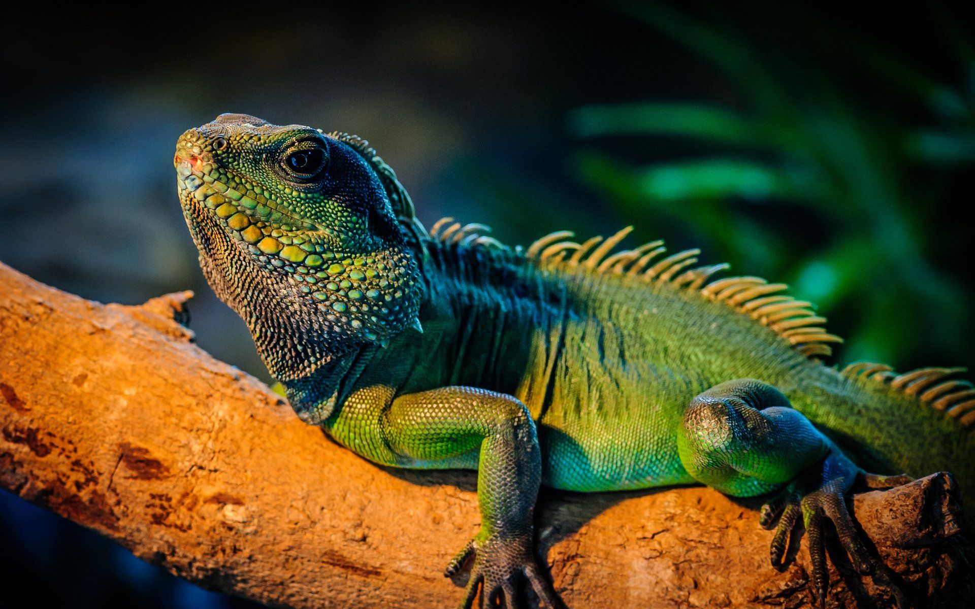 Download Iguana Wallpaper Nomer 6