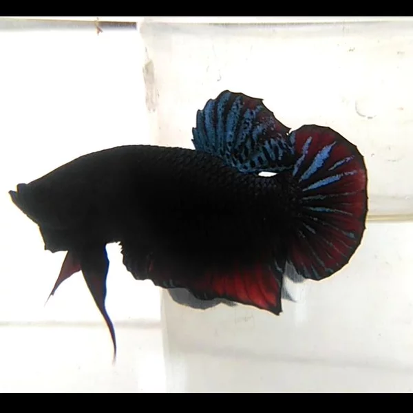 Detail Ikan Aduan Import Nomer 50
