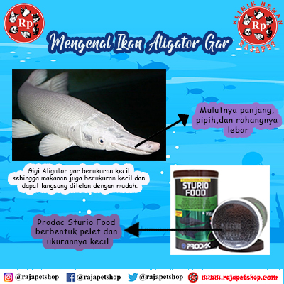 Detail Ikan Aligator Putih Nomer 18