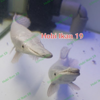 Detail Ikan Aligator Putih Nomer 32