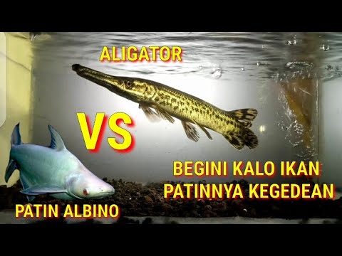 Detail Ikan Aligator Putih Nomer 42