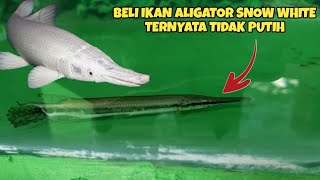 Detail Ikan Aligator Putih Nomer 8