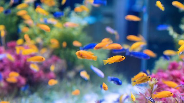 Ikan Aquarium Kecil - KibrisPDR