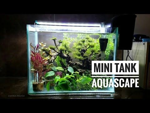 Detail Ikan Aquarium Kecil Nomer 39