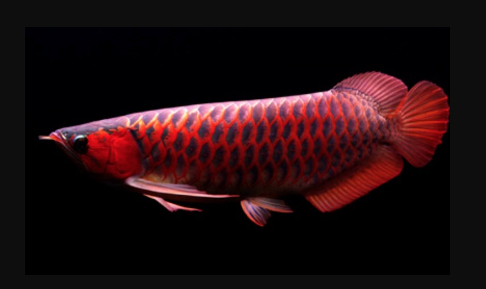 Detail Ikan Arwana Golden Red Nomer 9