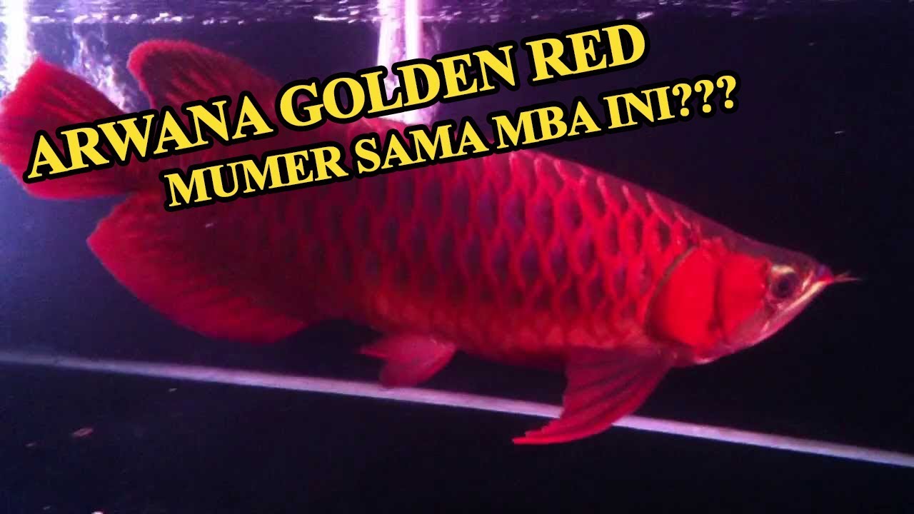 Detail Ikan Arwana Golden Red Nomer 10