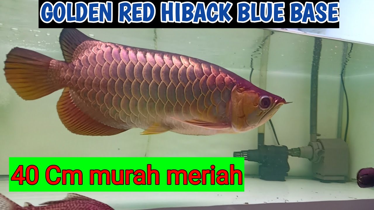 Detail Ikan Arwana Golden Red Nomer 18