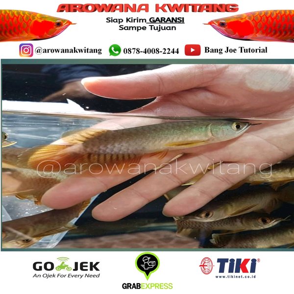 Detail Ikan Arwana Golden Red Nomer 35