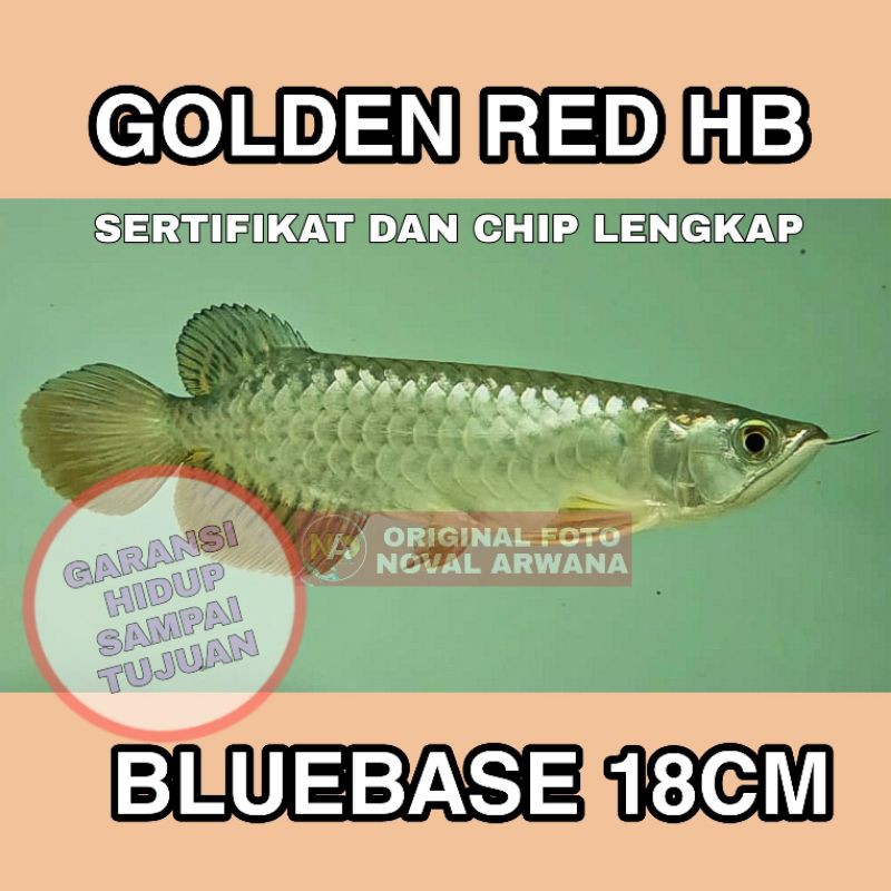 Detail Ikan Arwana Golden Red Nomer 43