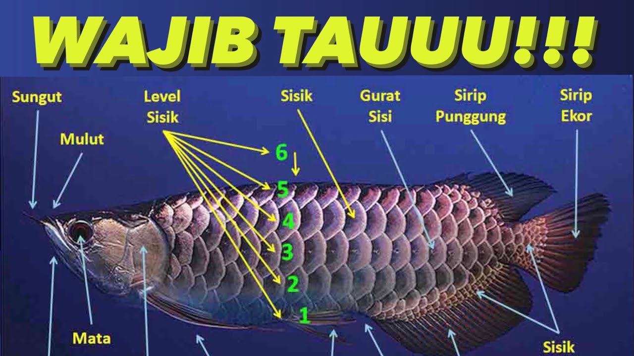 Detail Ikan Arwana Golden Red Nomer 51