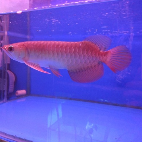 Download Ikan Arwana Golden Red Nomer 52