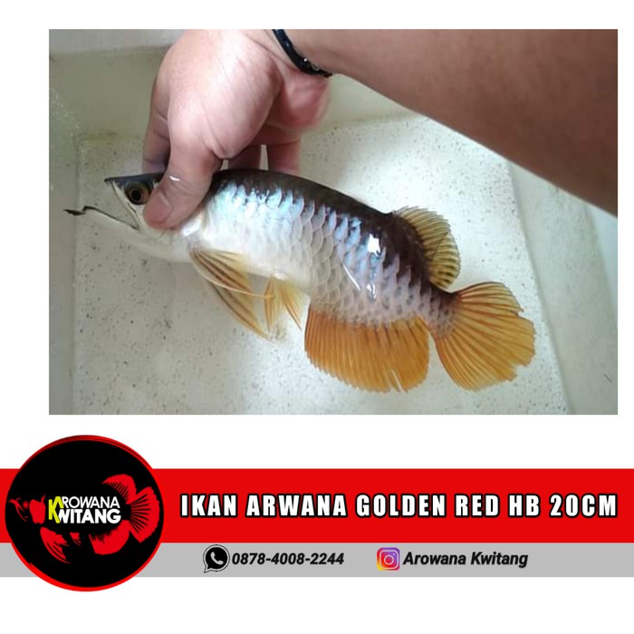 Detail Ikan Arwana Murah Nomer 5