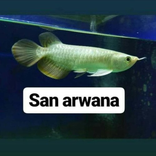 Detail Ikan Arwana Murah Nomer 43