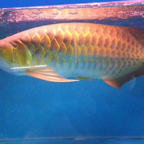 Detail Ikan Arwana Murah Nomer 54