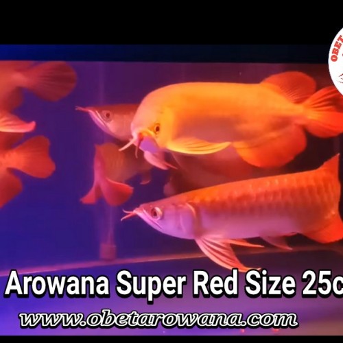 Detail Ikan Arwana Murah Nomer 55