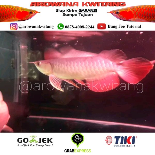 Detail Ikan Arwana Murah Nomer 7