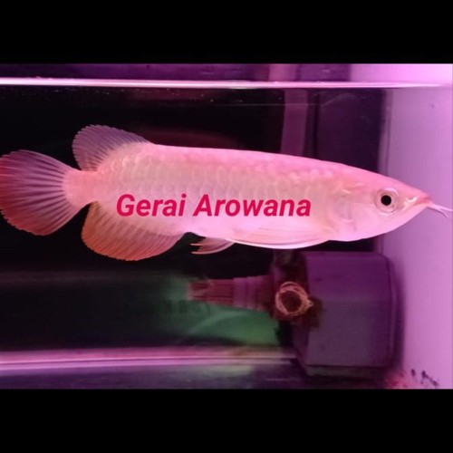 Detail Ikan Arwana Murah Nomer 8