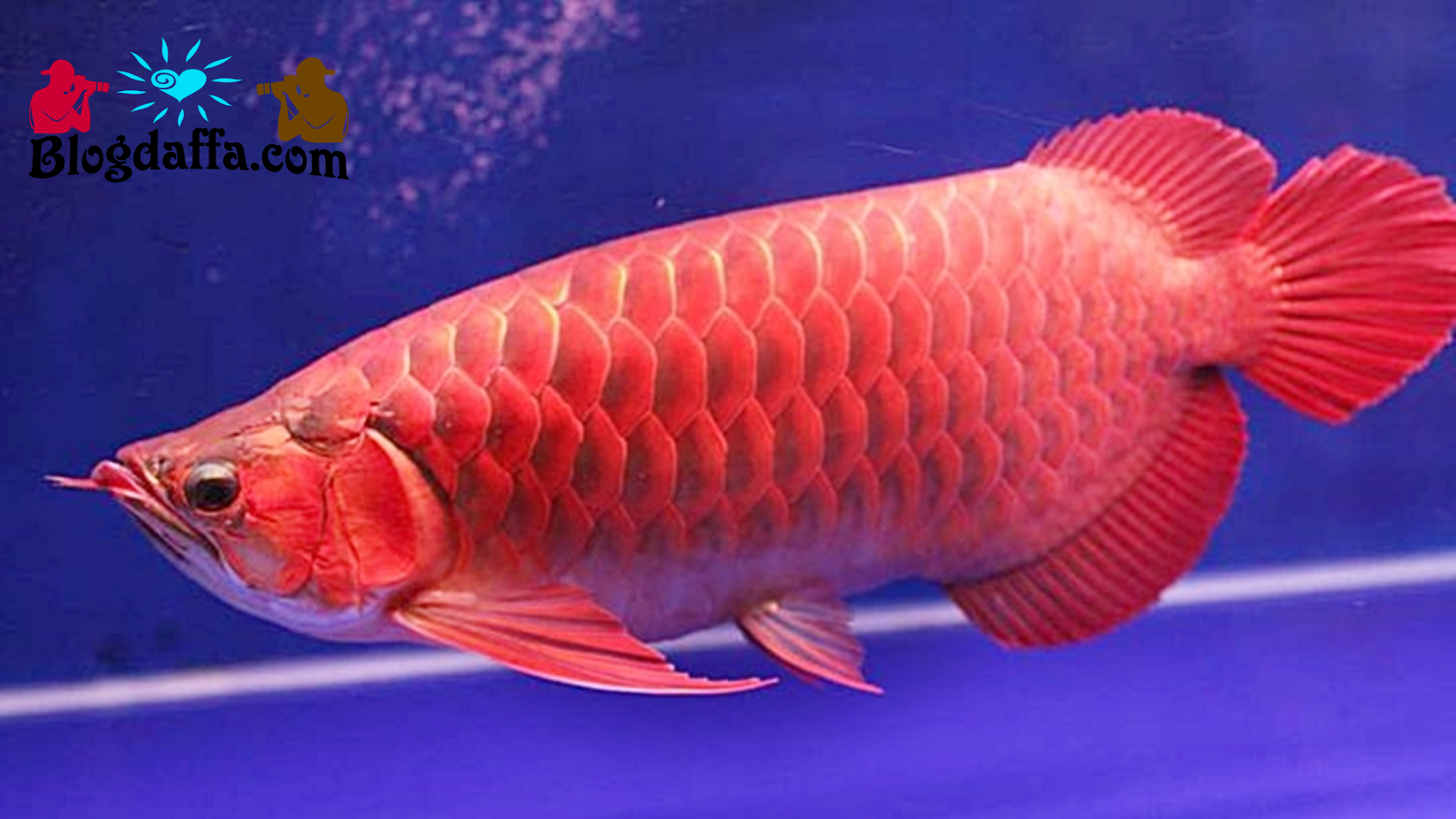 Detail Ikan Arwana Png Nomer 28