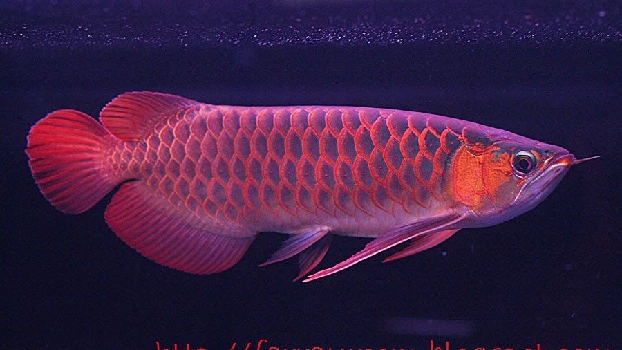 Detail Ikan Arwana Super Red Kecil Nomer 34