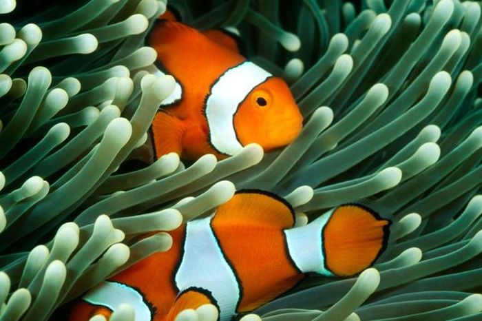 Ikan Badut Dan Anemon Laut - KibrisPDR