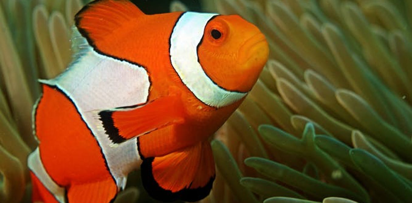 Detail Ikan Badut Dan Anemon Laut Nomer 8