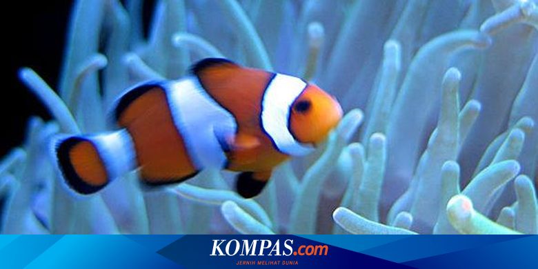 Detail Ikan Badut Dan Anemon Laut Nomer 9