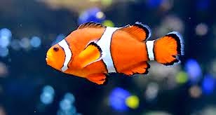 Detail Ikan Badut Dan Anemon Laut Nomer 10