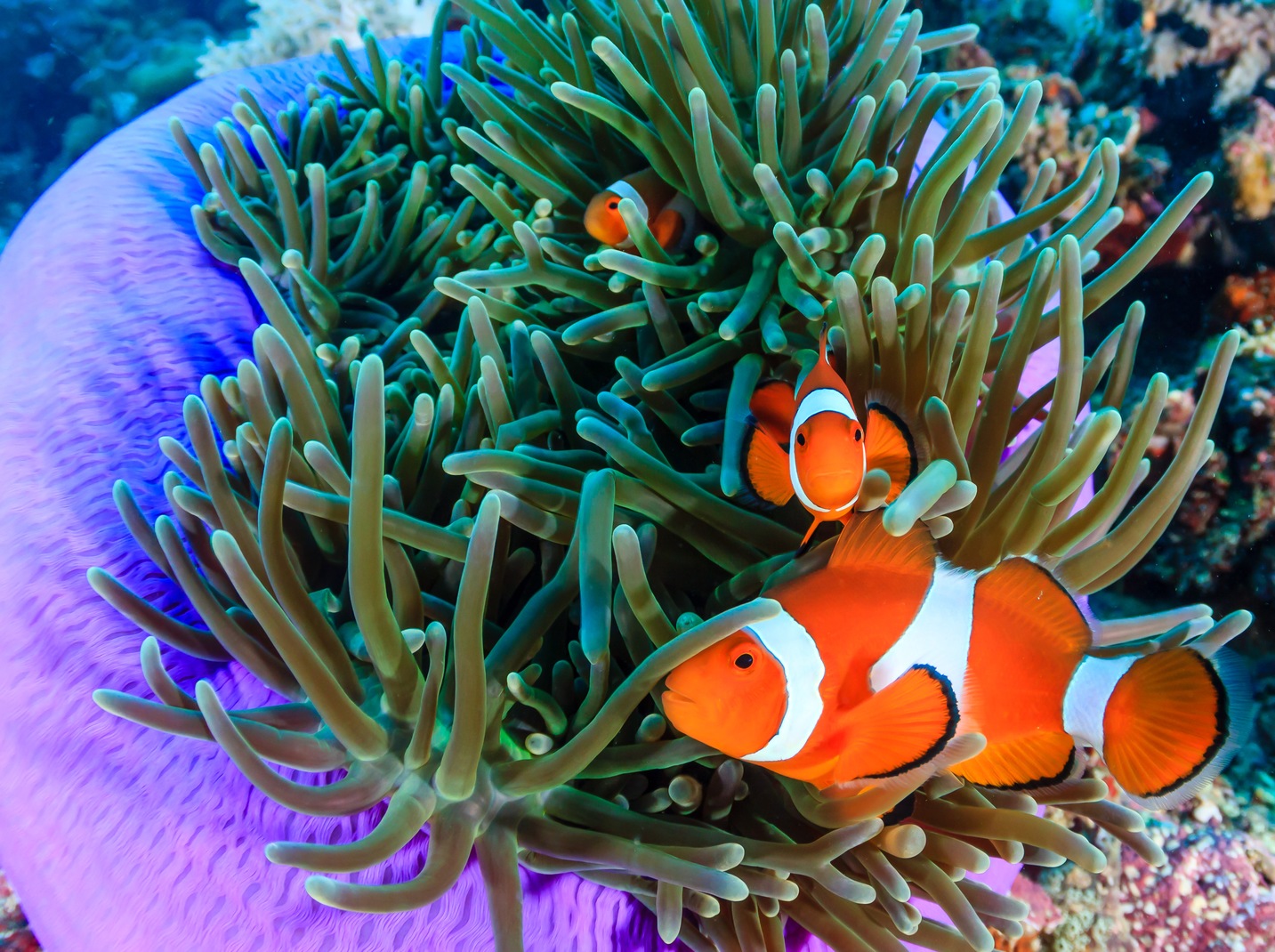 Detail Ikan Badut Dan Anemon Laut Nomer 11