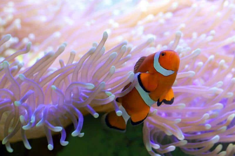Detail Ikan Badut Dan Anemon Laut Nomer 12