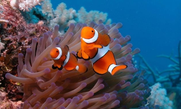 Detail Ikan Badut Dan Anemon Laut Nomer 13