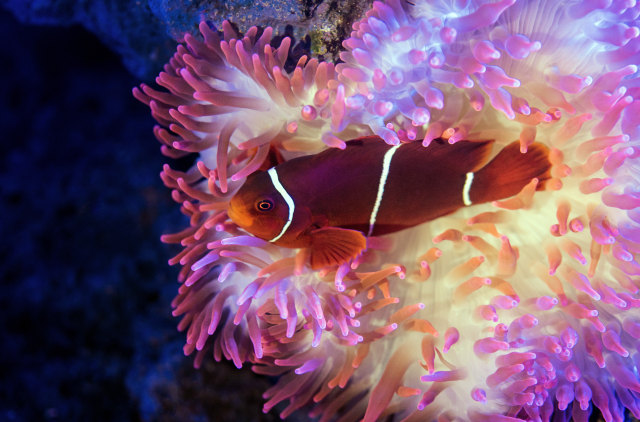 Detail Ikan Badut Dan Anemon Laut Nomer 2