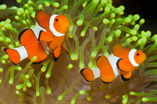 Detail Ikan Badut Dan Anemon Laut Nomer 14