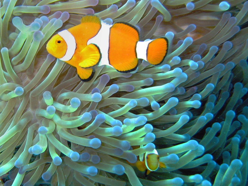 Detail Ikan Badut Dan Anemon Laut Nomer 15