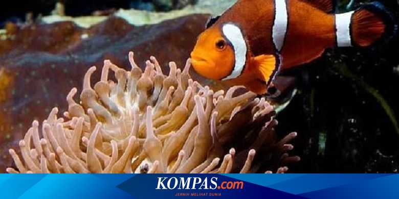 Detail Ikan Badut Dan Anemon Laut Nomer 16