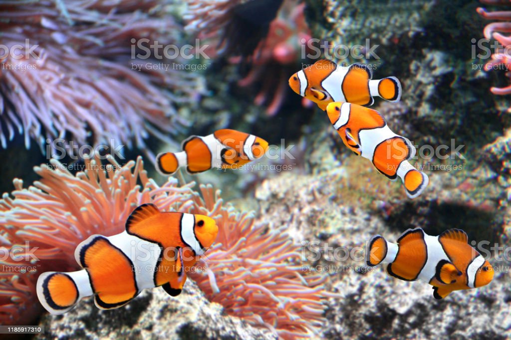 Detail Ikan Badut Dan Anemon Laut Nomer 17