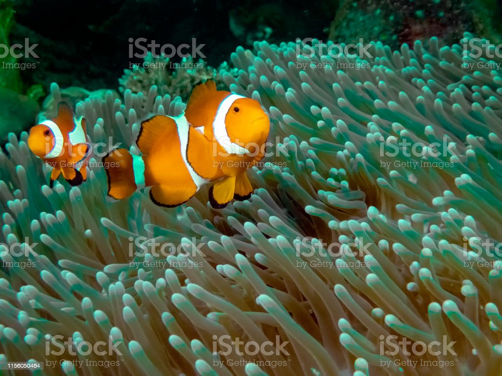 Detail Ikan Badut Dan Anemon Laut Nomer 18