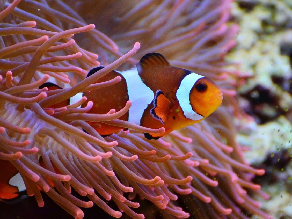 Detail Ikan Badut Dan Anemon Laut Nomer 3