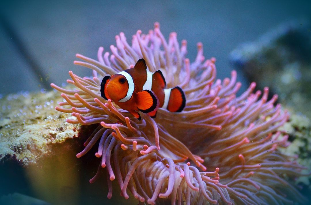 Detail Ikan Badut Dan Anemon Laut Nomer 19