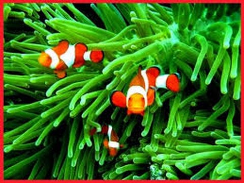 Detail Ikan Badut Dan Anemon Laut Nomer 21