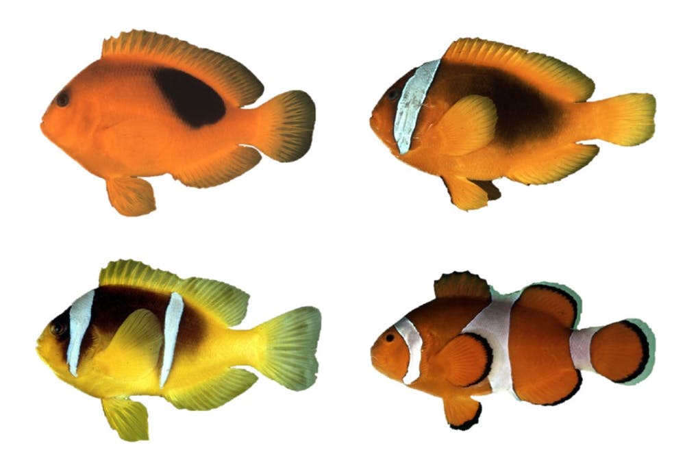 Detail Ikan Badut Dan Anemon Laut Nomer 22