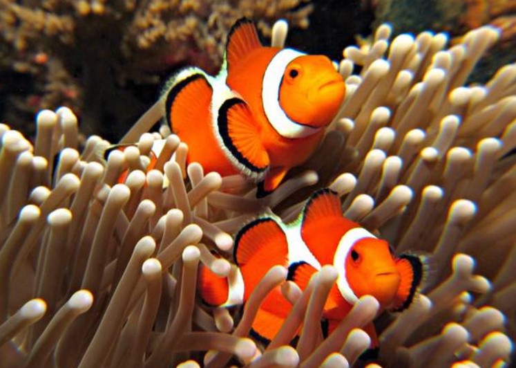 Detail Ikan Badut Dan Anemon Laut Nomer 23