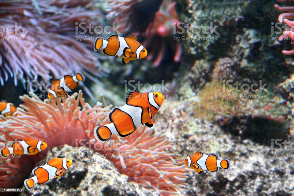 Detail Ikan Badut Dan Anemon Laut Nomer 24