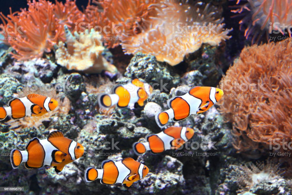 Detail Ikan Badut Dan Anemon Laut Nomer 25