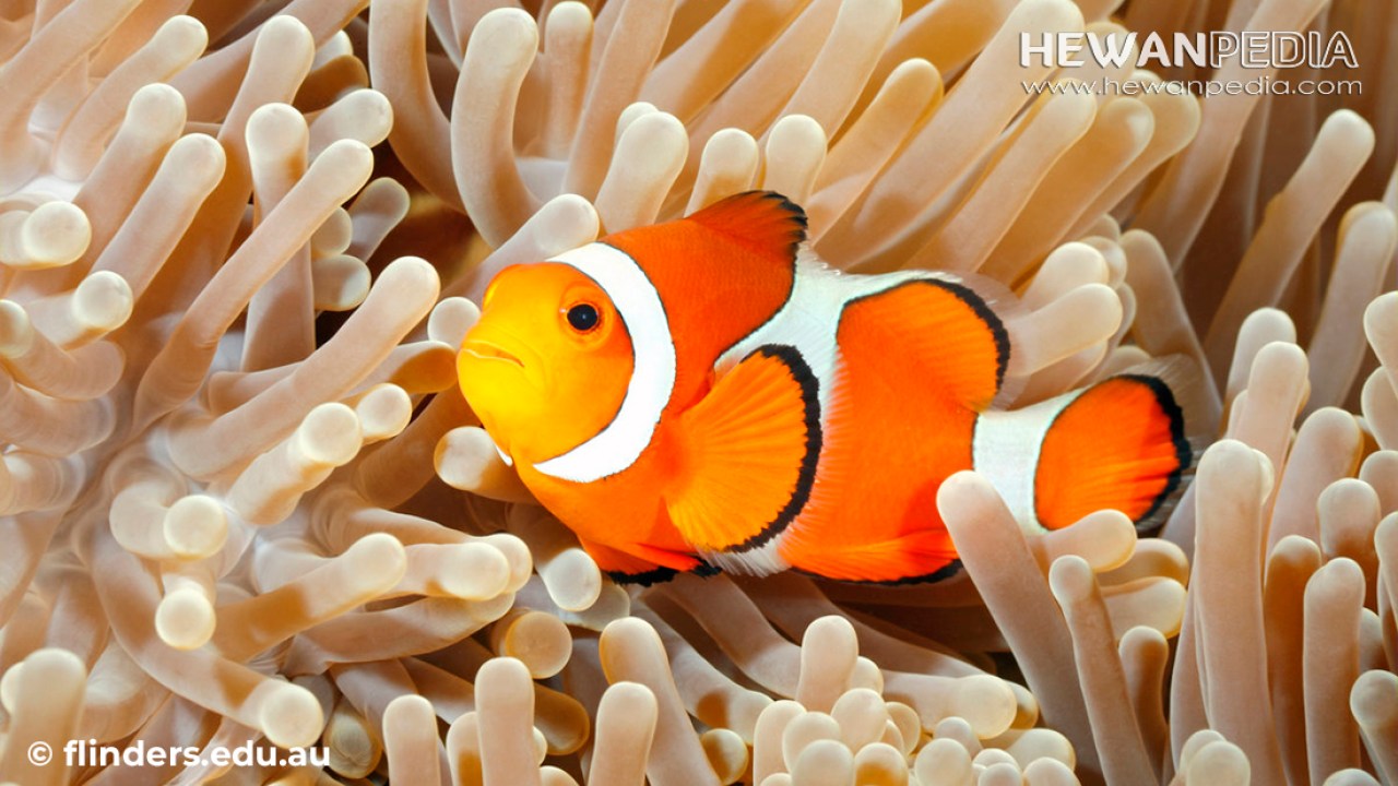 Detail Ikan Badut Dan Anemon Laut Nomer 26