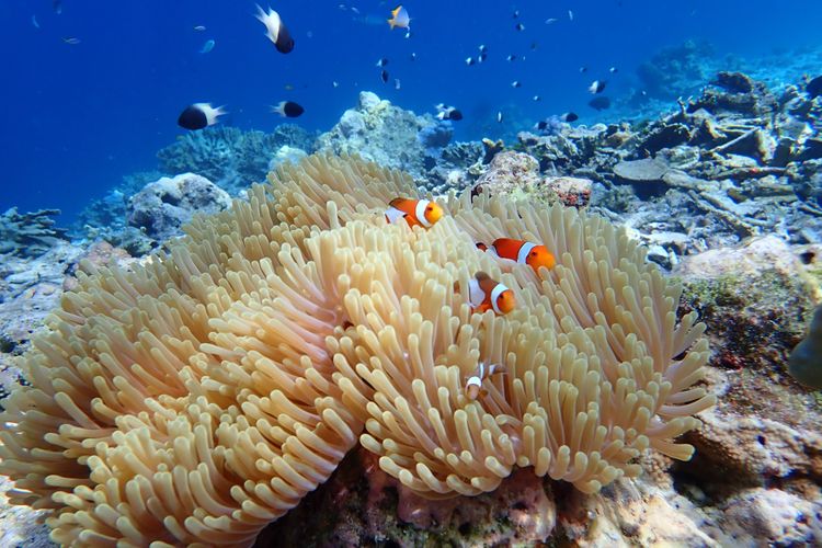 Detail Ikan Badut Dan Anemon Laut Nomer 4