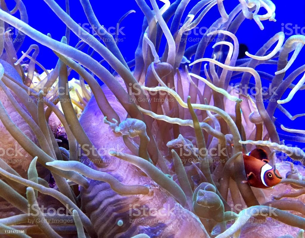Detail Ikan Badut Dan Anemon Laut Nomer 27