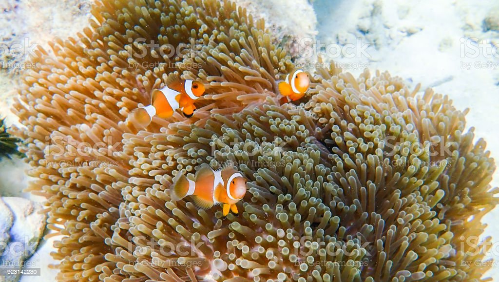 Detail Ikan Badut Dan Anemon Laut Nomer 29