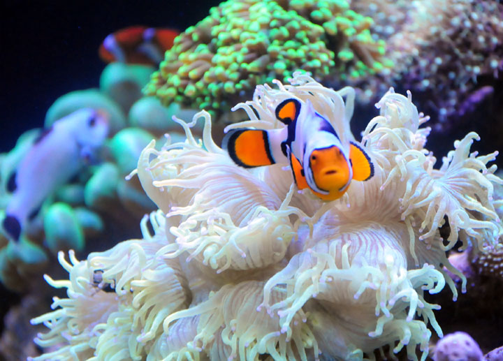 Detail Ikan Badut Dan Anemon Laut Nomer 30