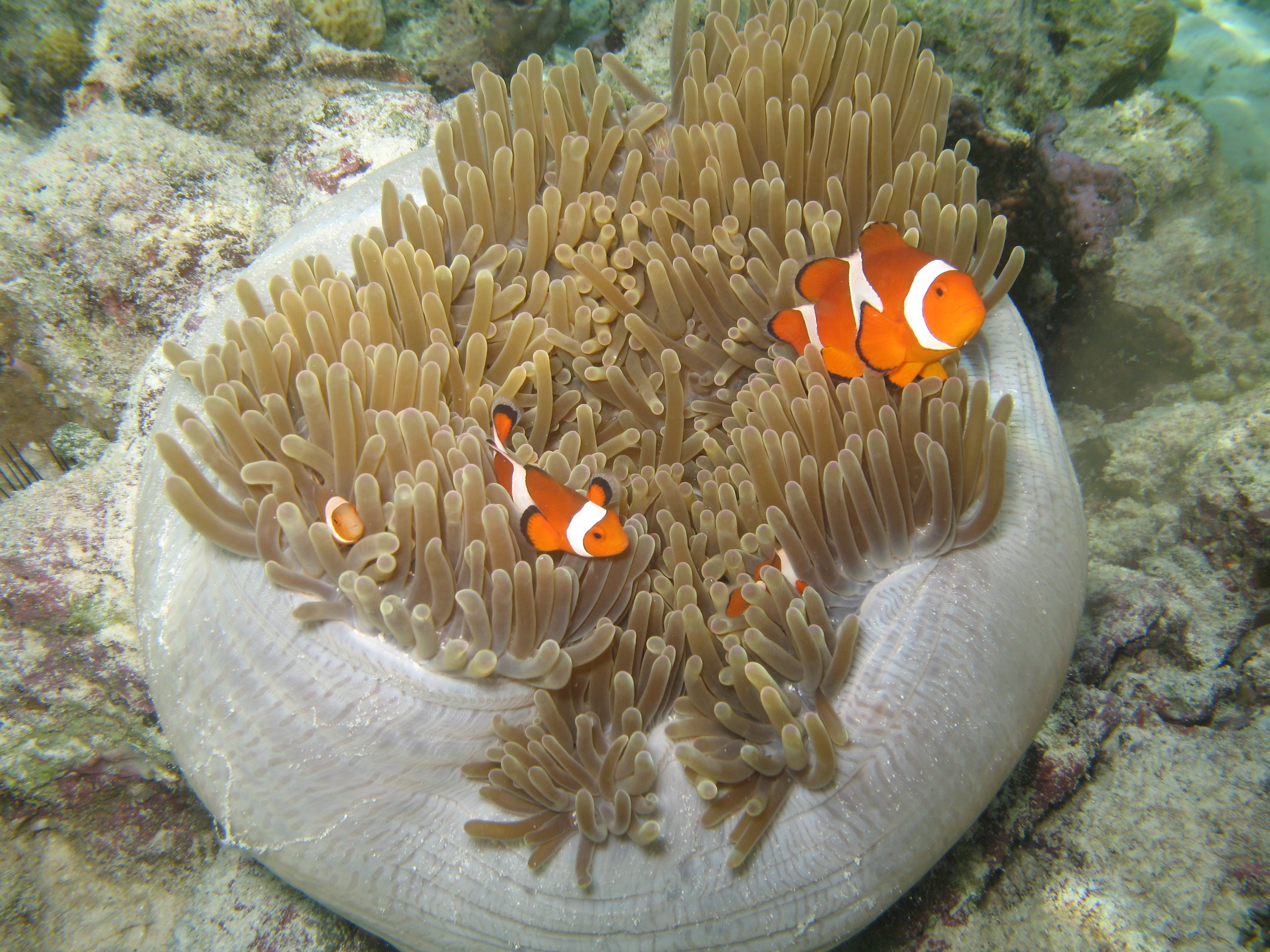 Detail Ikan Badut Dan Anemon Laut Nomer 31